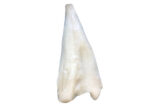 Cod Fillet Skin on IQF 500/1000gr